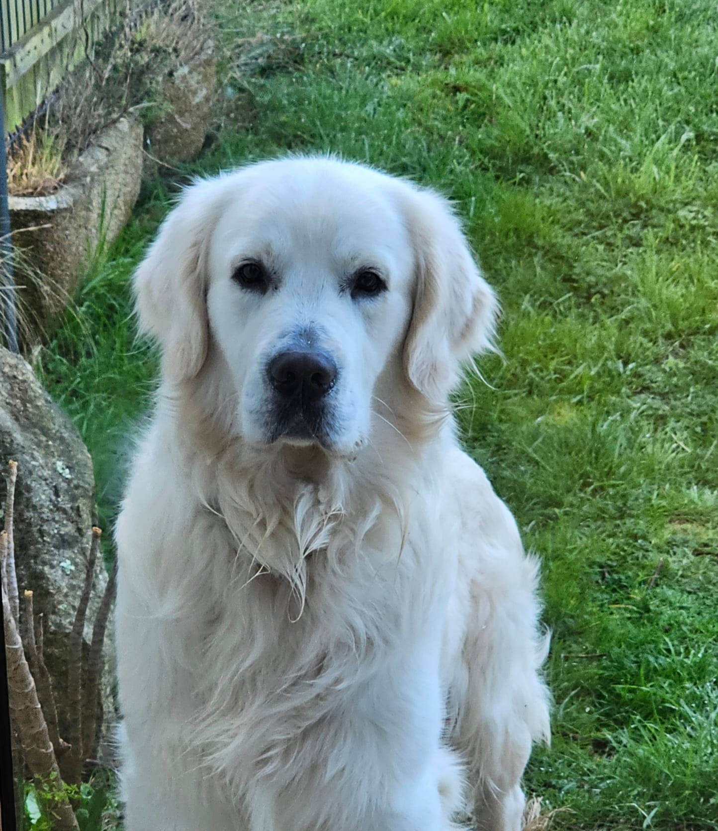 Chien accompagné en extérieur